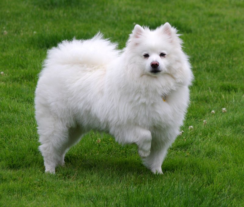 do american eskimo like to cuddle