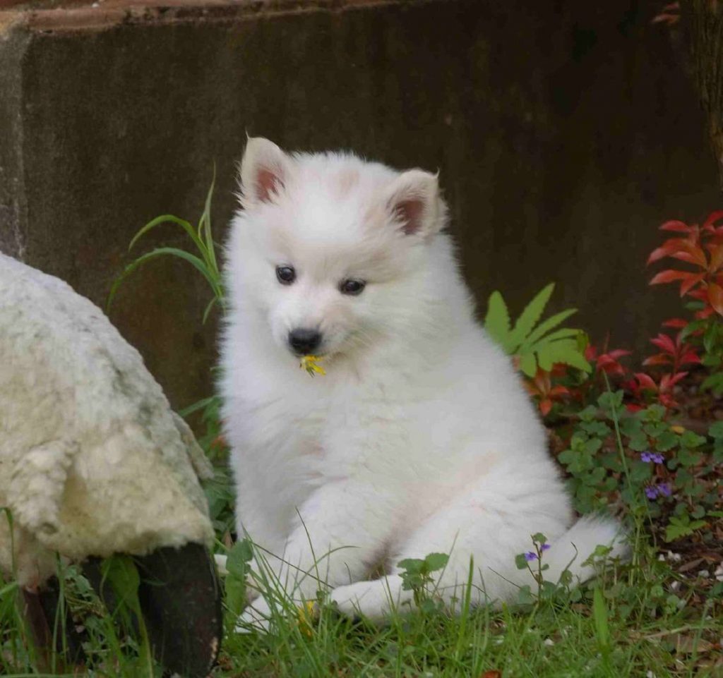 American Eskimo Dog Puppy