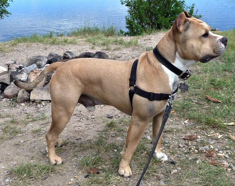 Brown American Staffordshire Terrier Hiking