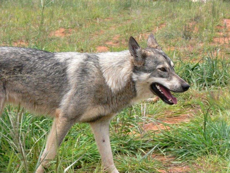 Close Up of Kugsha Dog Walkin on Grass (Amerindian Malamute)