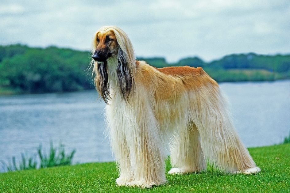 An Adult Afghan Hound Standing Near Lake