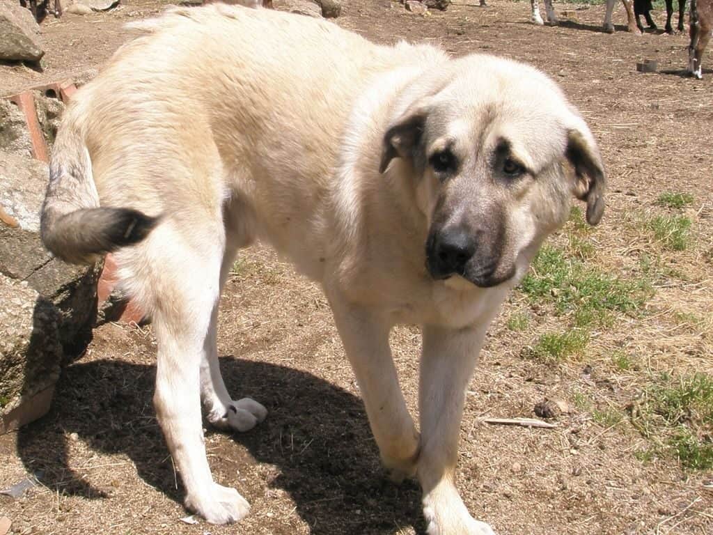 are anatolian shepherds good with children