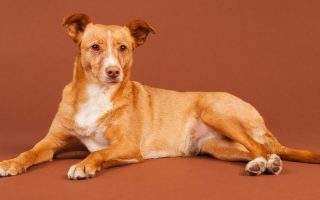 Andalusian Hound Dog Breed Information & Facts