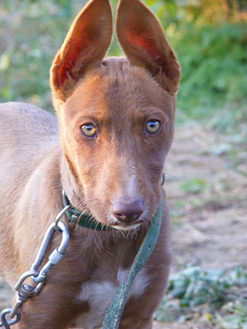 Andalusian Hound Dog Breed face