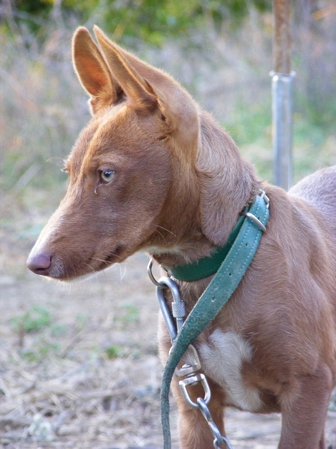 are andalusian hounds friendly or dangerous to strangers