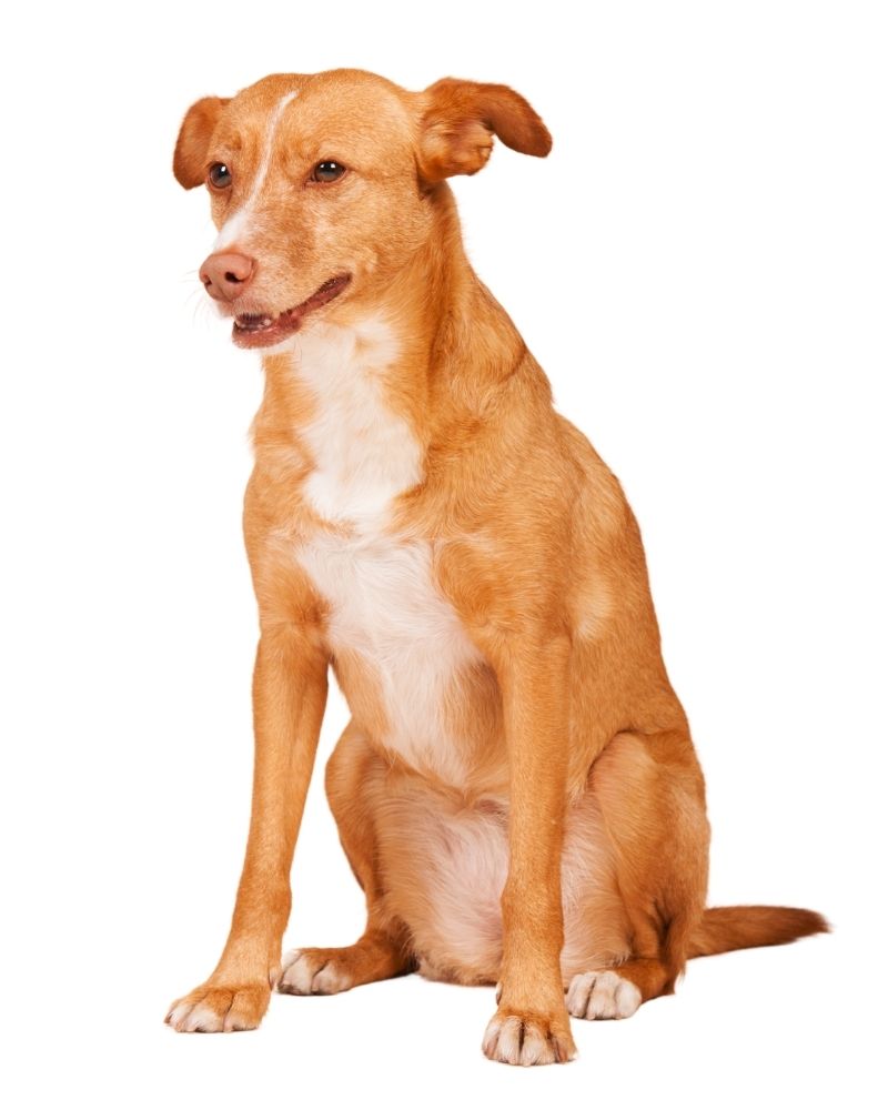 Andalusian Hound Sitting on White Background