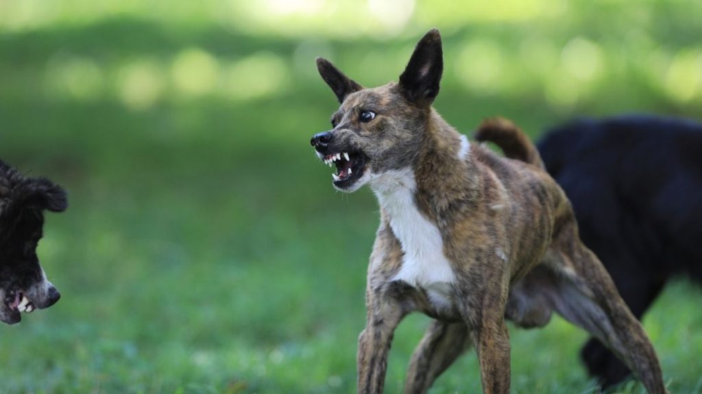 Angry Aggressive Dogs Barking at Each Other