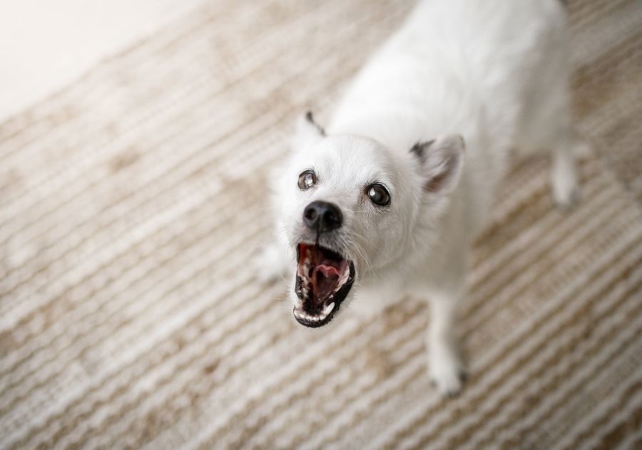 Close Up Angry Dog Barking