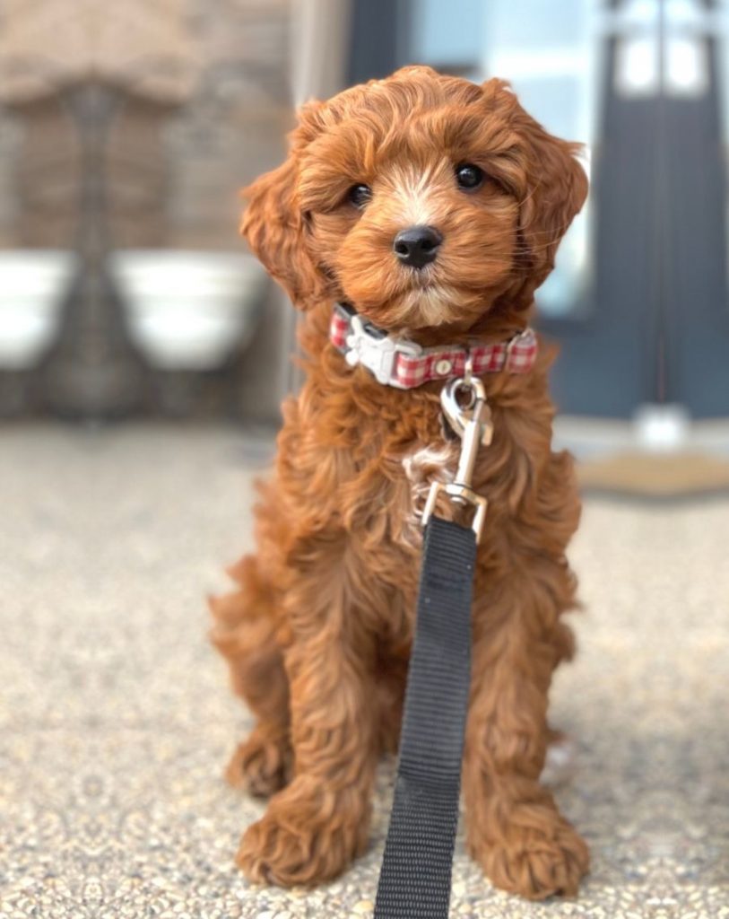 Apricot Labradoodle Puppy Sitting