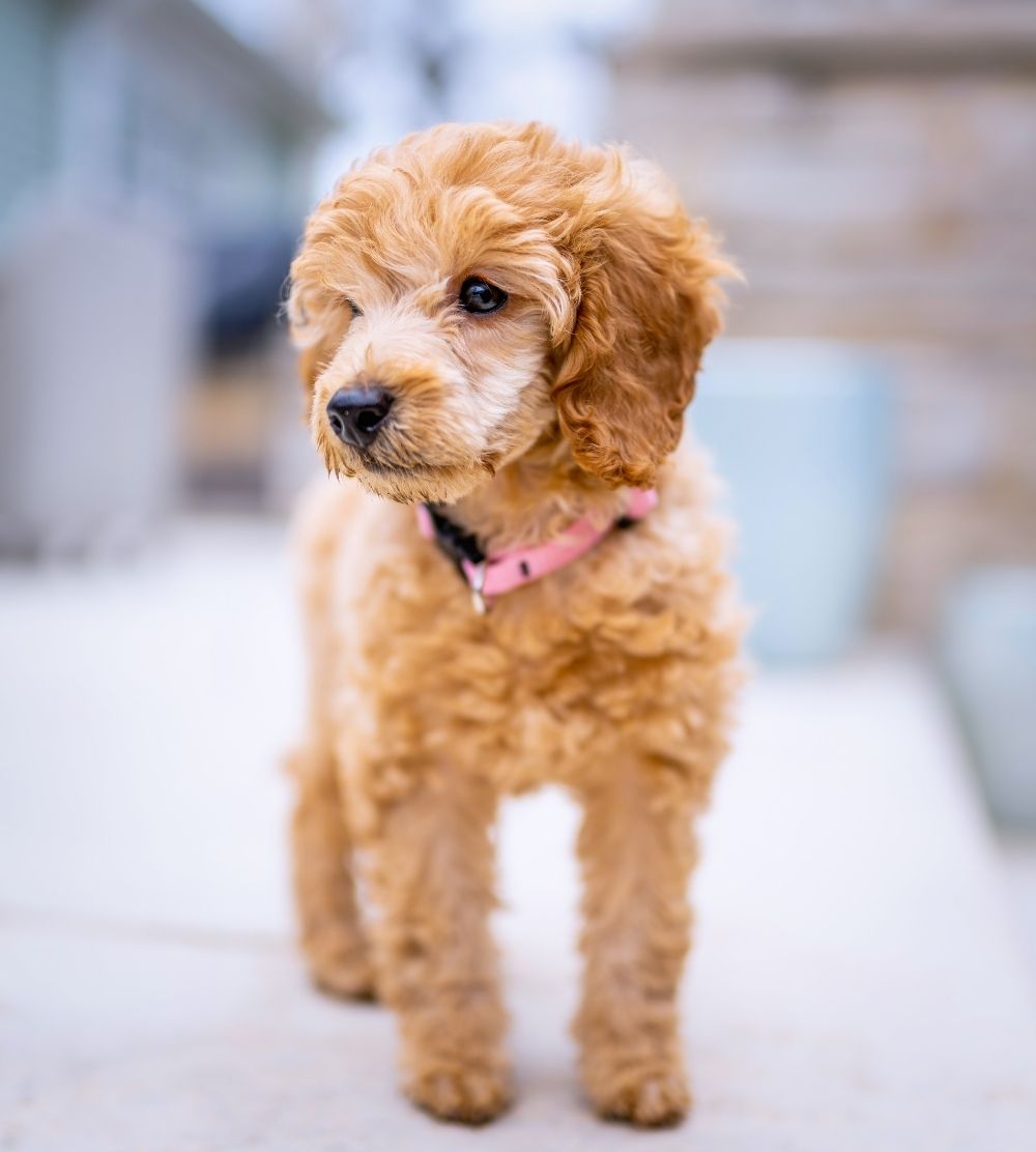Apricot Poodle Pup Standing Looking Aside