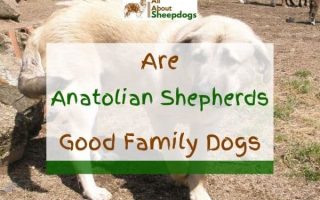 Are Anatolian Shepherds Good Family Dogs? (Solved!)