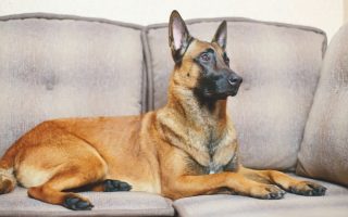 Are Belgian Malinois Good Family Dogs? Surprising Facts