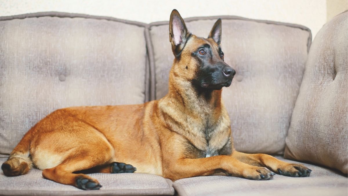 Are Belgian Malinois Good Family Dogs Surprising Facts