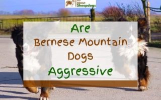 Are Bernese Mountain Dogs Aggressive? (Solved!)