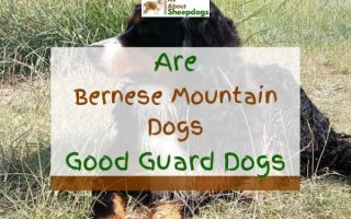 Are Bernese Mountain Dogs Good Guard Dogs? (Solved!)