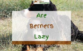 Are Bernese Mountain Dogs Lazy & How Much Exercise Do They Need?