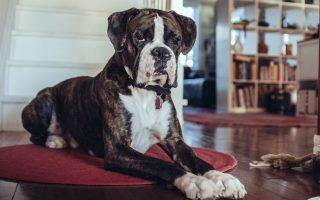 Are Boxers Good Family Dogs? You’ll Be Surprised!