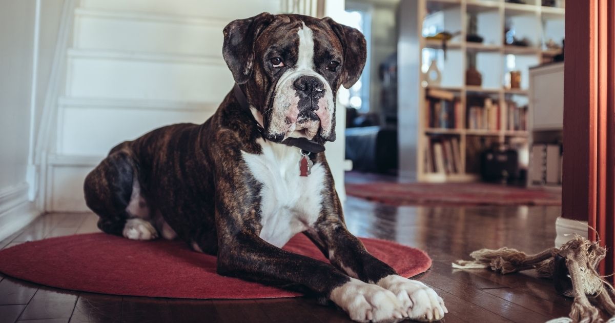 Are Boxers Good Family Dogs You'll Be Surprised!
