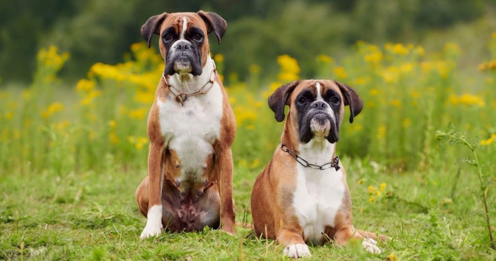 are-boxers-good-guard-dogs-the-badass-side-puplore