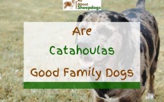 Are Catahoulas Good Family Dogs? (Solved!)