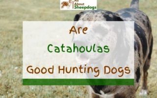 Are Catahoulas Good Hunting Dogs? – Find Out The Truth!