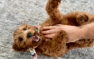 Are Dogs Ticklish? Where Are Dogs Most Ticklish?