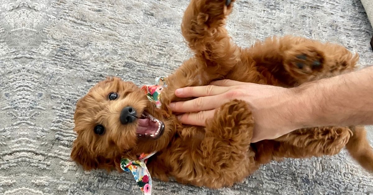 Are Dogs Ticklish? Where Are Dogs Most Ticklish (2)?