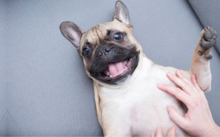 Are French Bulldogs Hypoallergenic? Do They Shed?