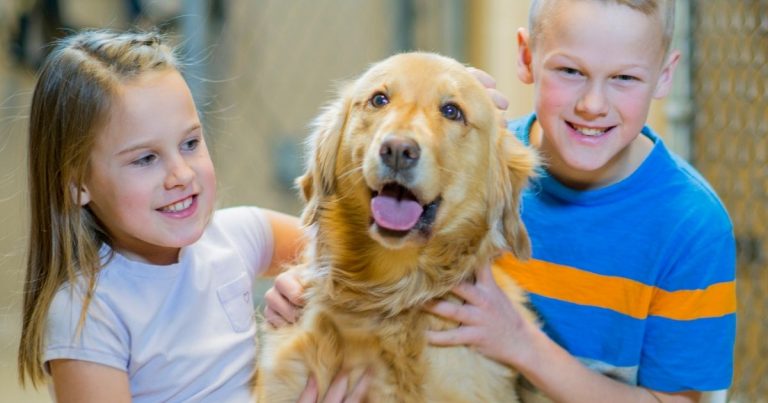 Are Golden Retrievers Good Family Dogs? It's Clear | Puplore