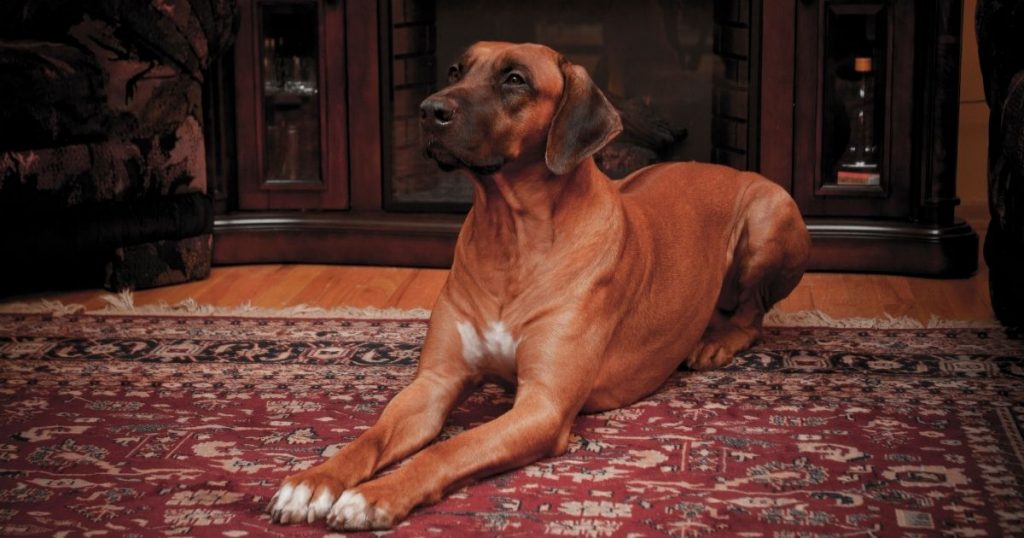 Are Rhodesian Ridgebacks Good Family Dogs? Puplore
