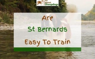 Are Saint Bernards Easy To Train? Find Out The Truth!