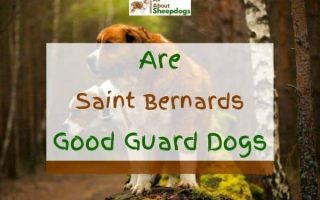 Are Saint Bernards Protective And Can They Be Good Guard Dogs?