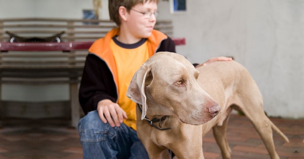 Are Weimaraners Good Family Dogs Surprising Truth