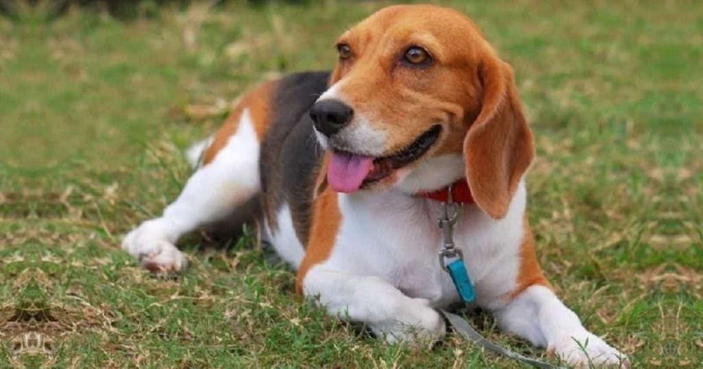 Artois Hound Dog Breed Facts and Information