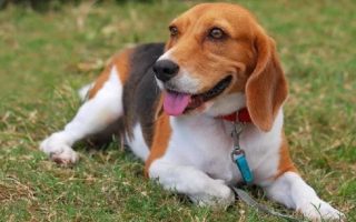 Artois Hound Dog Breed Facts & Information