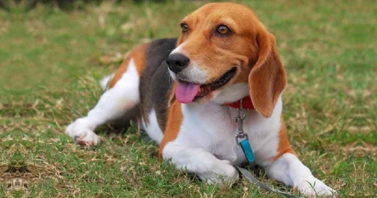 Artois Hound Dog Breed Facts and Information