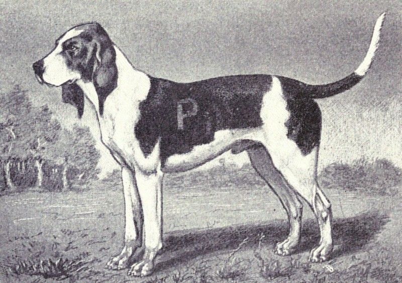 Artois Hound History and Origin