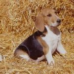 Artois Hound Puppy