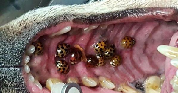 Asian ladybugs in a dogs mouth – What to do in this situation