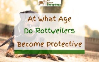 At What Age Do Rottweilers Become Protective?