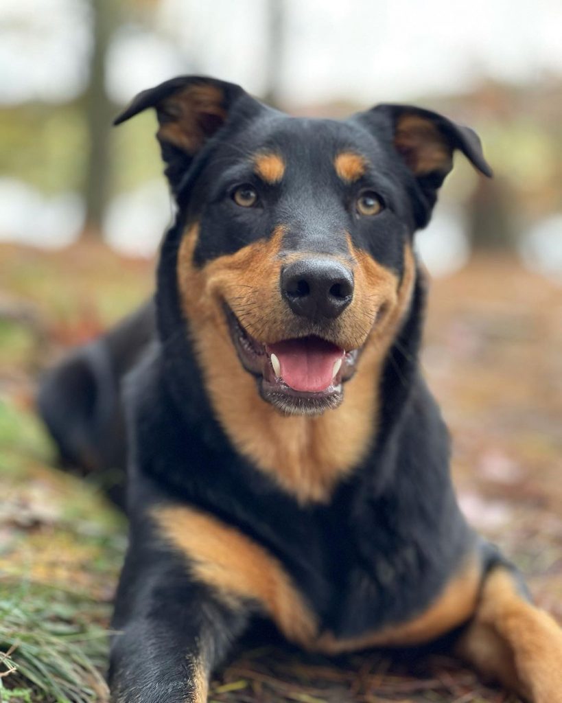 Aussie Rottie - Australian Shepherd Rottweiler Mix Dog Resting on Grass