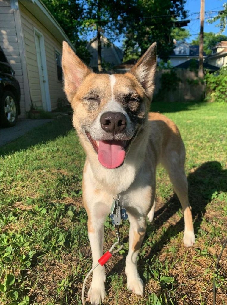 Shiba Inu Australian Shepherd Mix Standing on Lawn with Eyes Closed and Panting