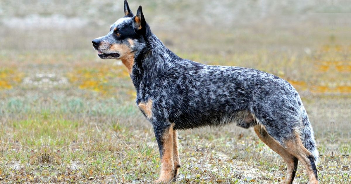 Australian Cattle Dog Facts and Information