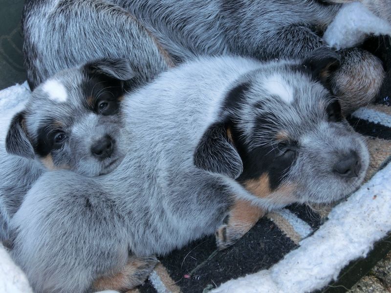 Australian Cattle Dog Puppies