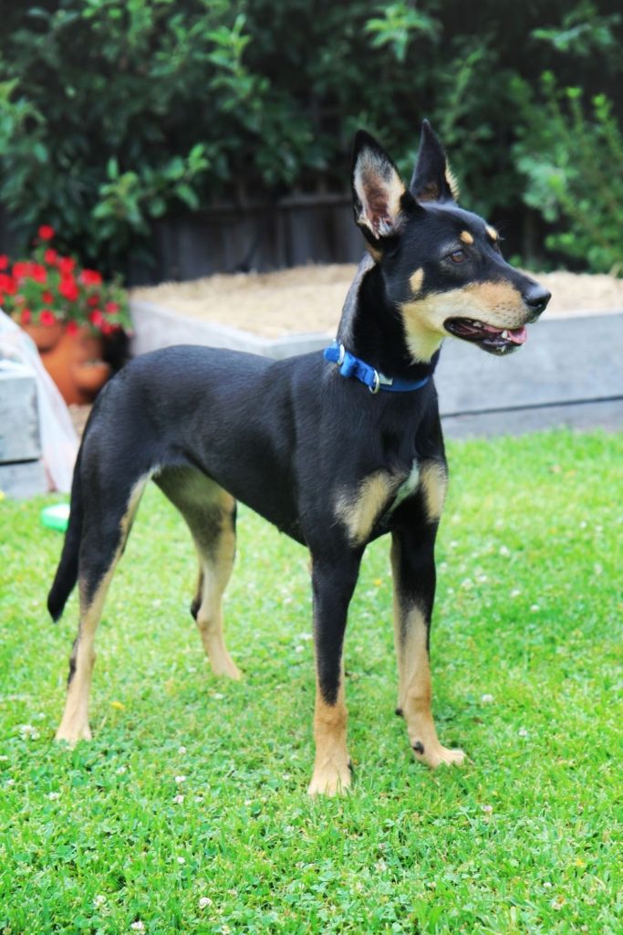 Australian Kelpie Standing on Grass Smiling