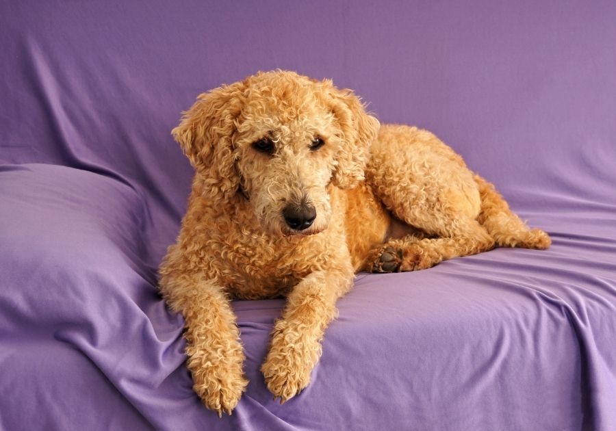 Australian Labradoodle Dog Laying on Sofa