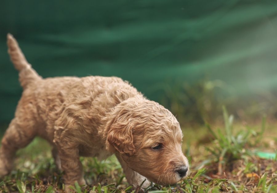 Australian Labradoodle Puppy Exploring Surroundings