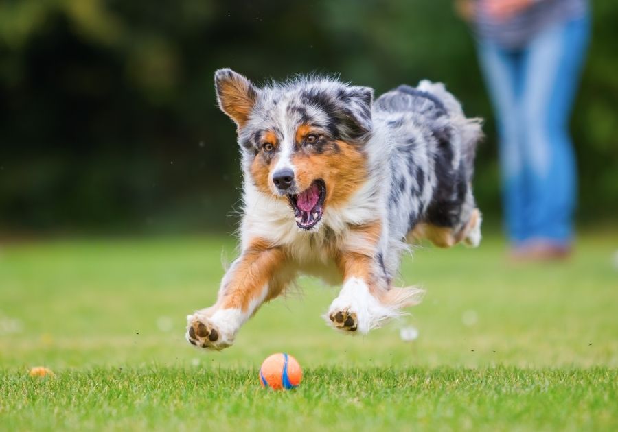 Australian Shepherd Chasing Ball