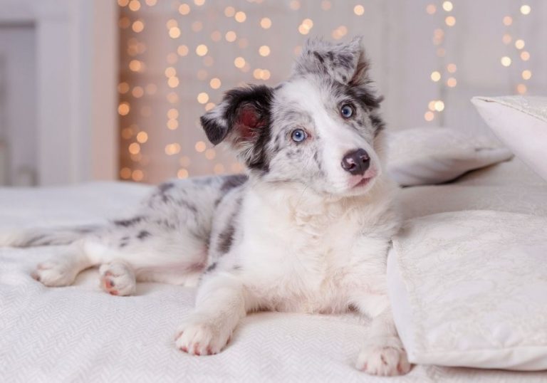 20 Velcro Dog Breeds That Are Super Clingy & Loyal Puplore