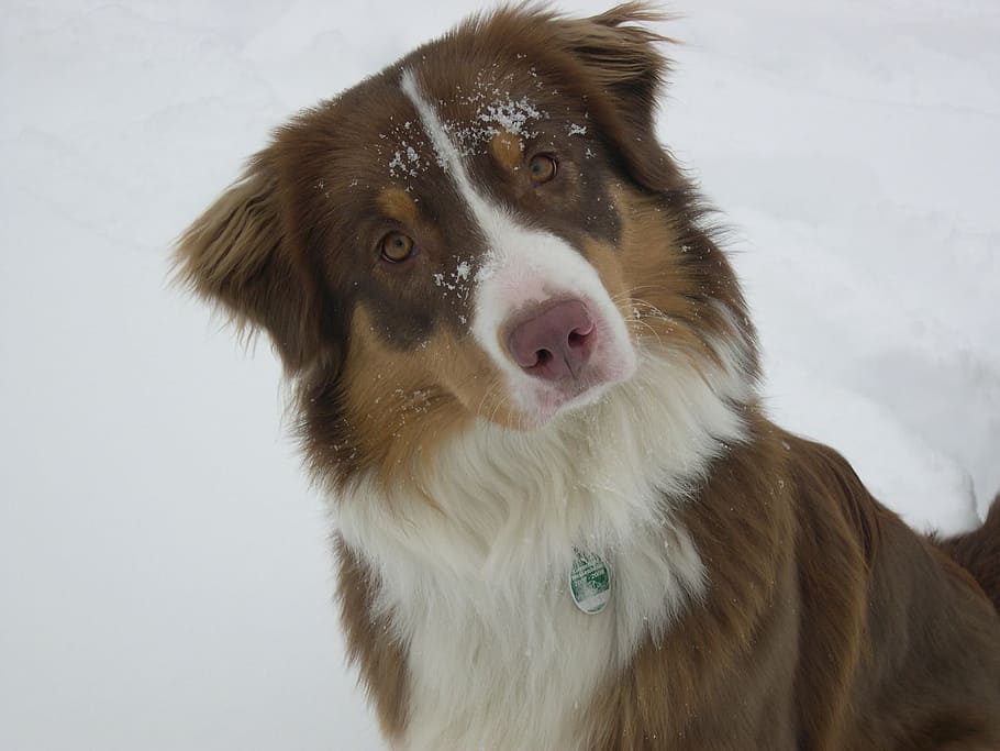 Australian Shepherd with Butterfly Nose